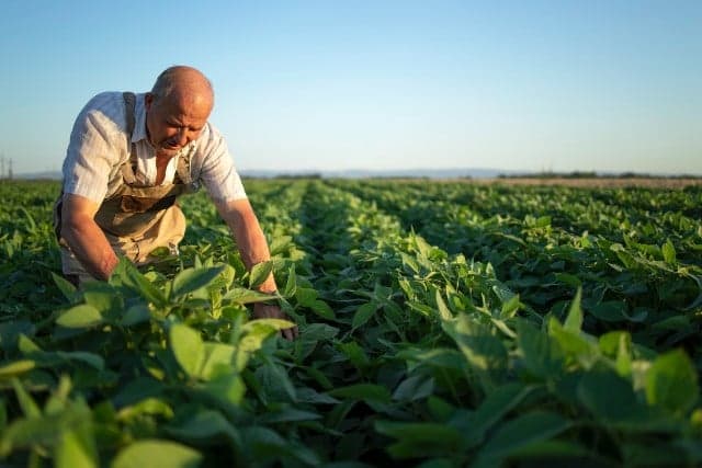 Agricultura regenerativa ganha espaço estratégico na moda global — imagem 1