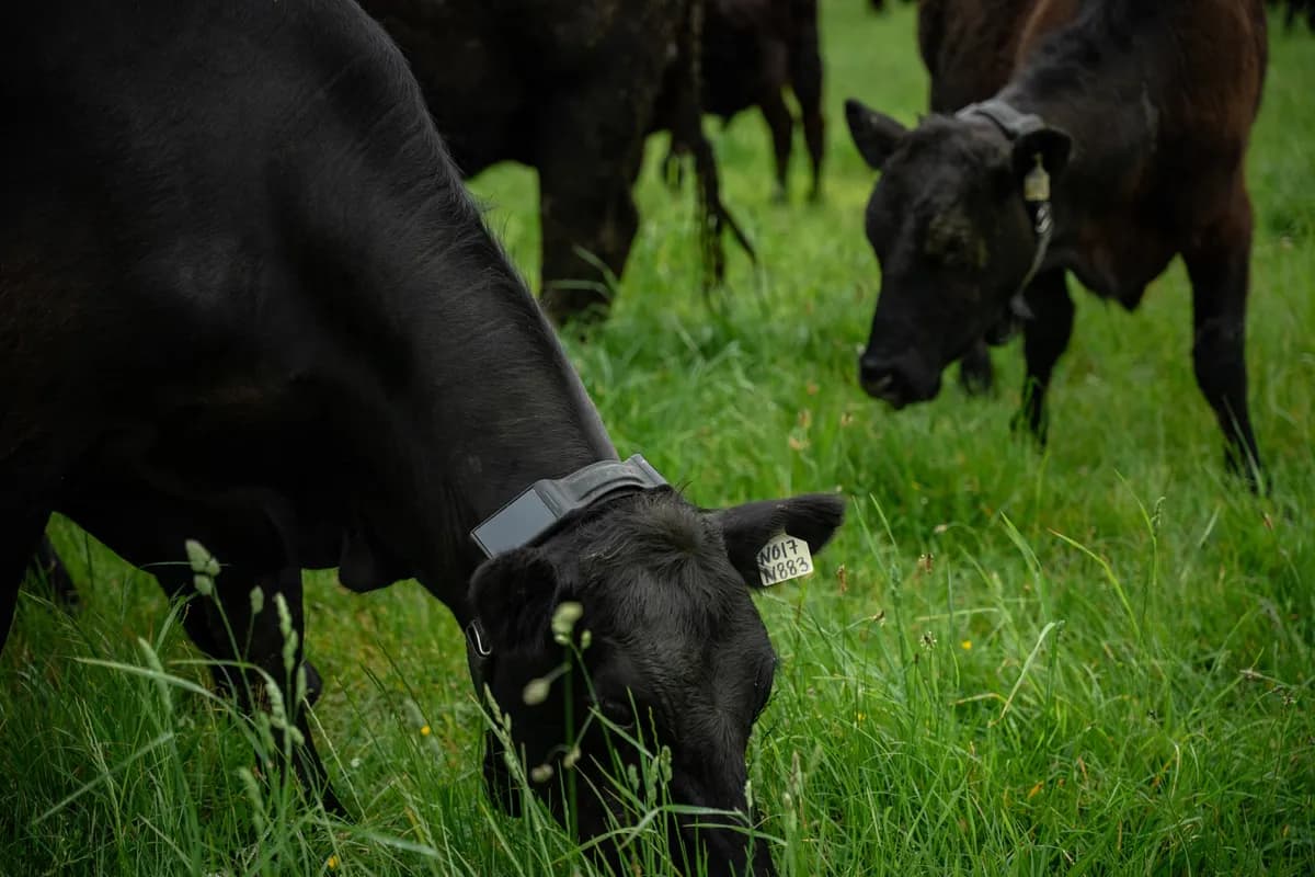 Capital de vigilância migra para agro: Founders Fund de Peter Thiel lidera rodada de US$220M em startup de coleiras de IA para gado a US$2 bilhões — imagem 1